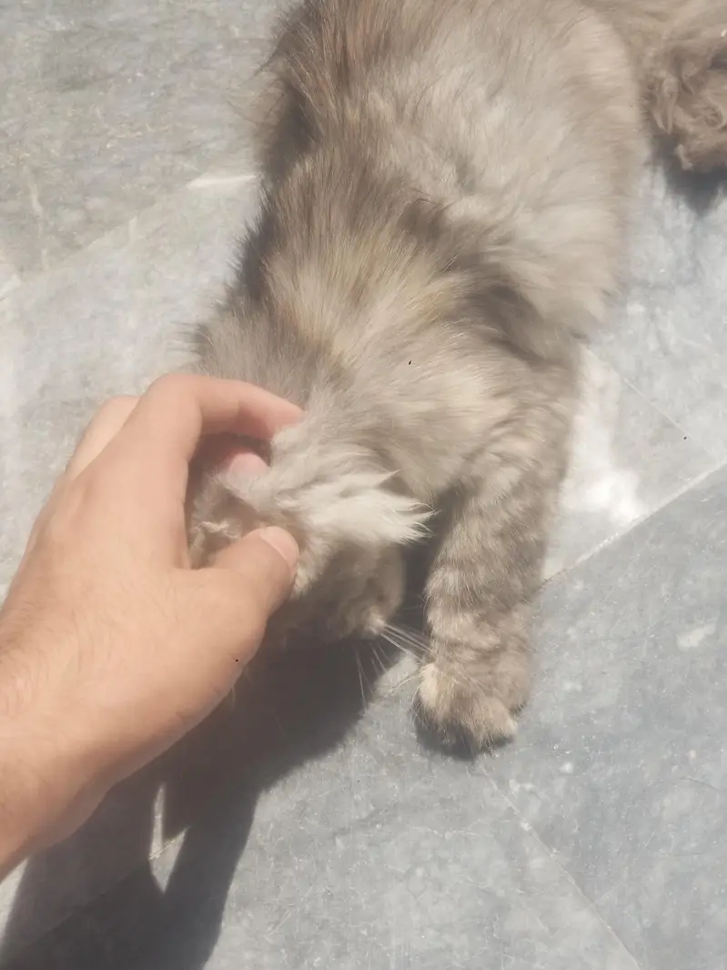 persian kitten for adoption — photo 10