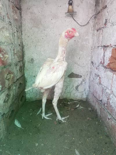 Heera Aseel Pair  ( 03204661930 ) pair 12000