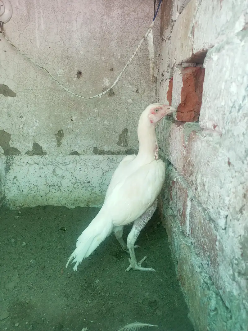 Heera Aseel Pair  ( 03204661930 ) pair 12000 — photo 3