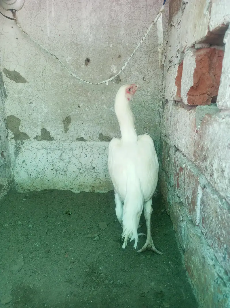 Heera Aseel Pair  ( 03204661930 ) pair 12000 — photo 4