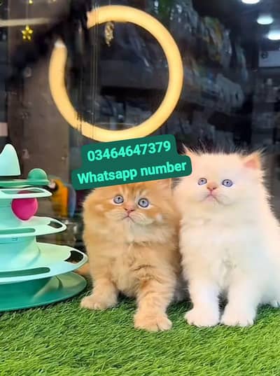 Persian female kitten for sale contact Whatsapp