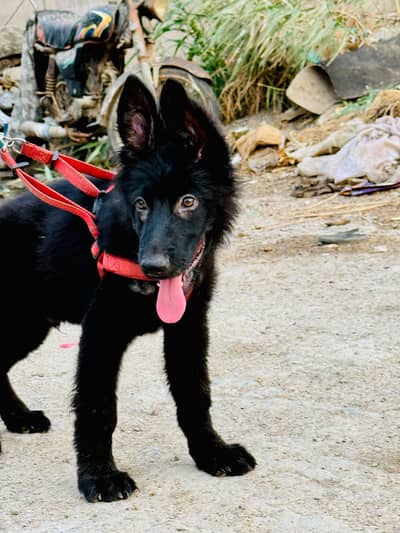 black jarman shepherd