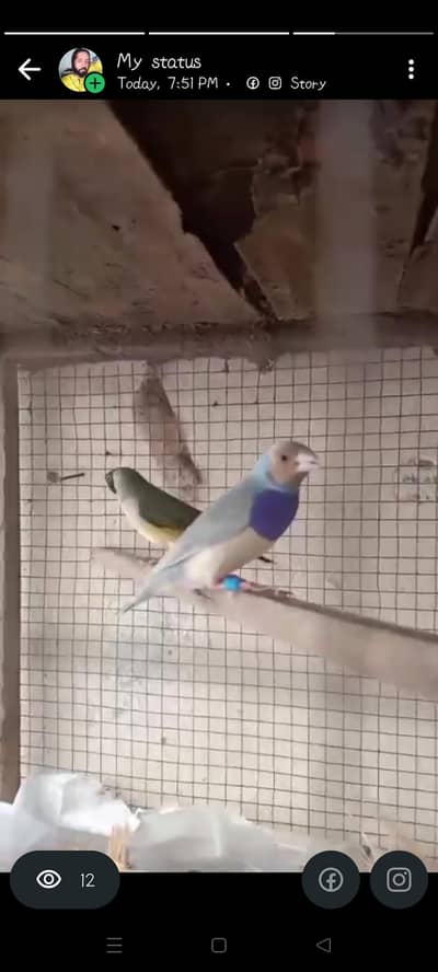 Blue Goldion pair for sell in lahor