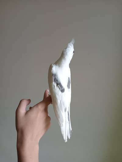 tame v pied cocktail