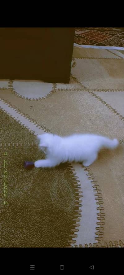 Cat for sale