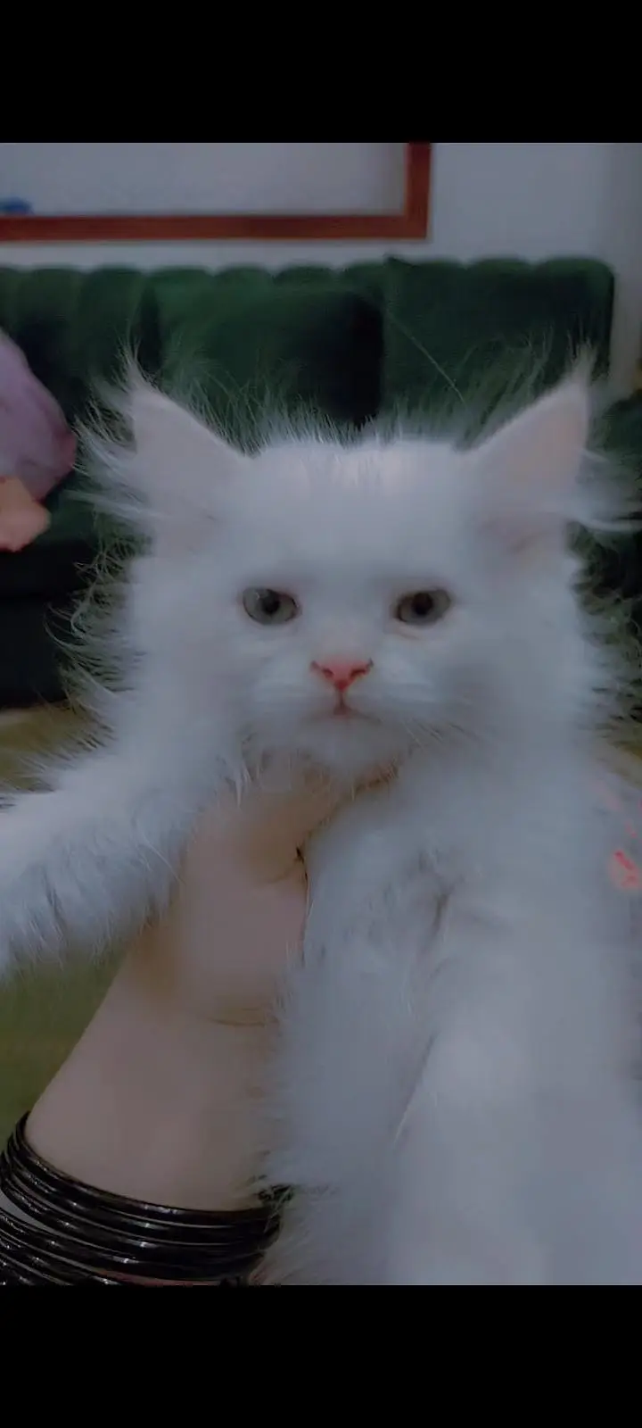 Cat for sale — photo 2