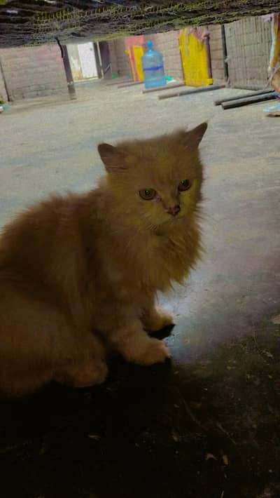 persion cat