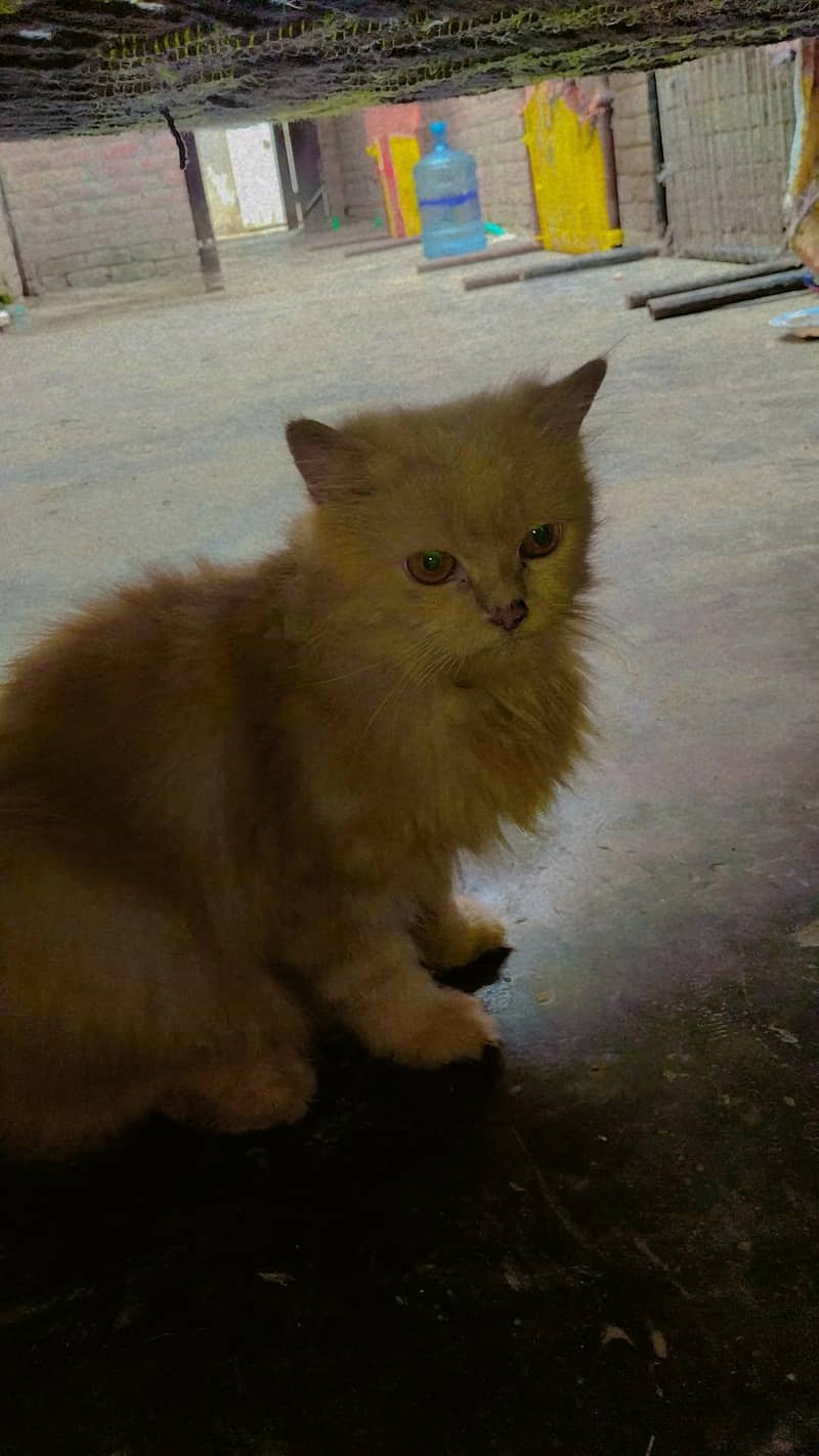 persion cat 0