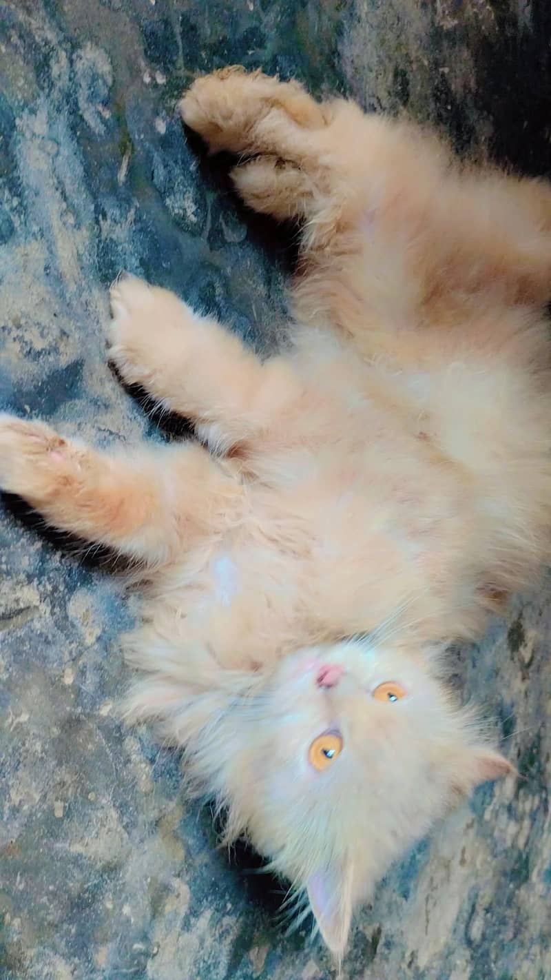 persion cat 1