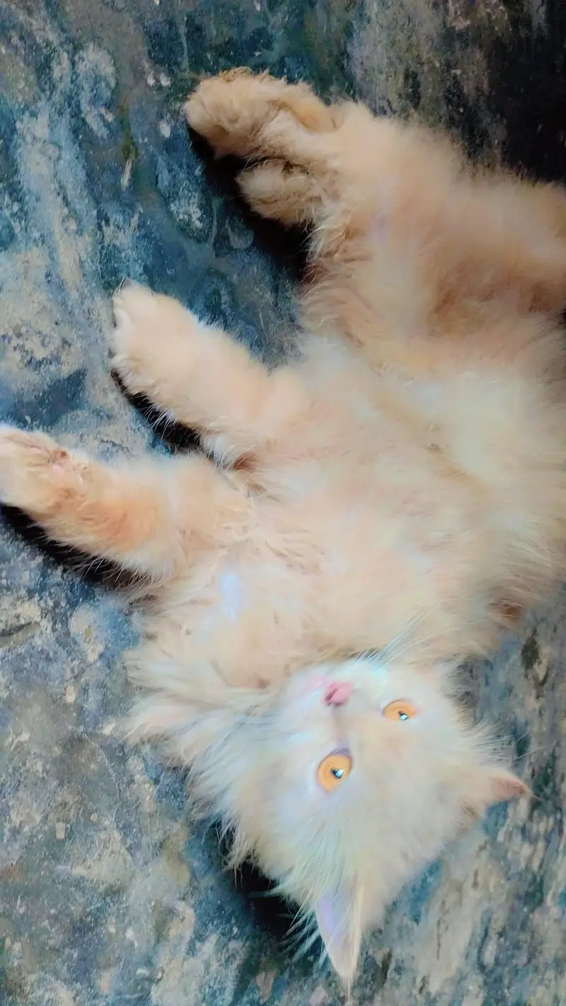 persion cat — photo 2