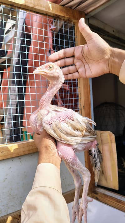 E-agle Aseel chicks