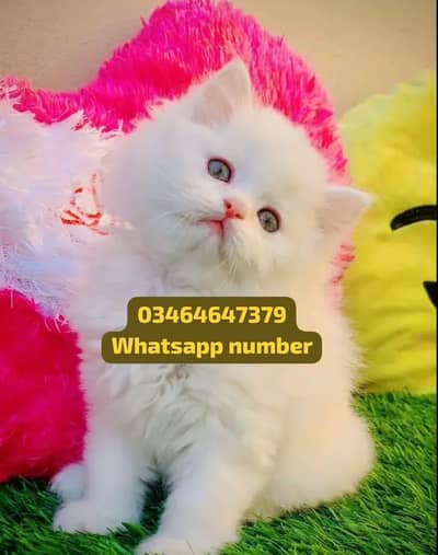 Persian female kitten for sale contact Whatsapp