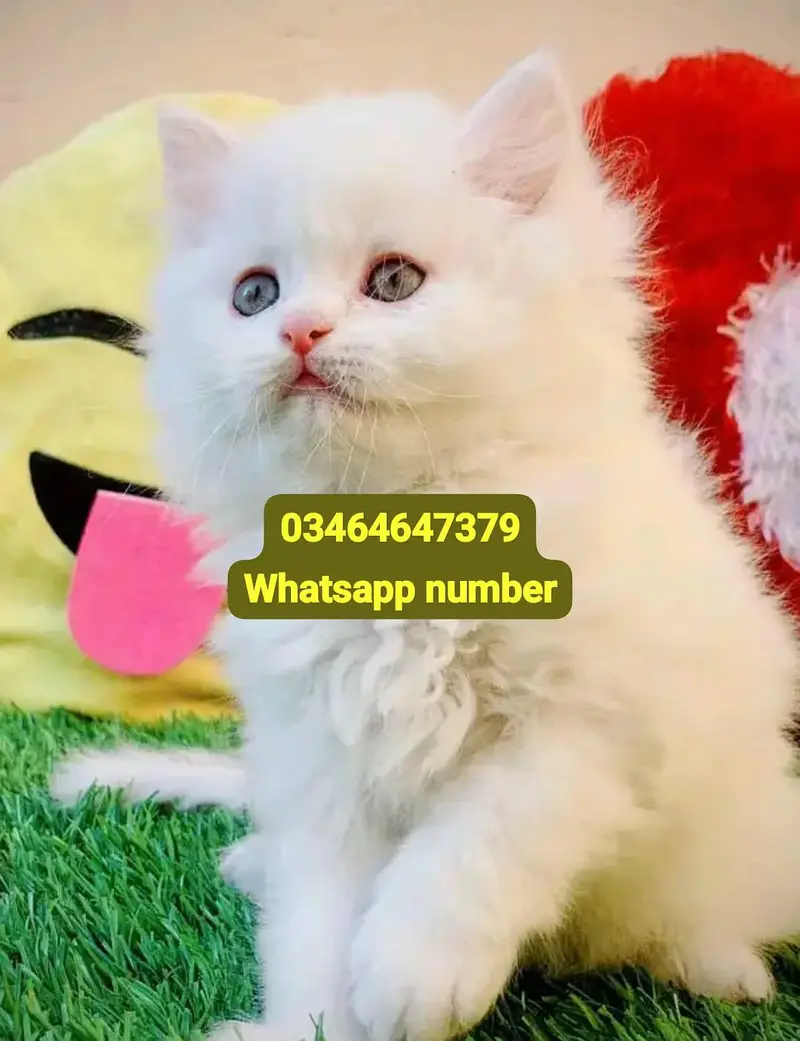 Persian female kitten for sale contact Whatsapp — photo 2