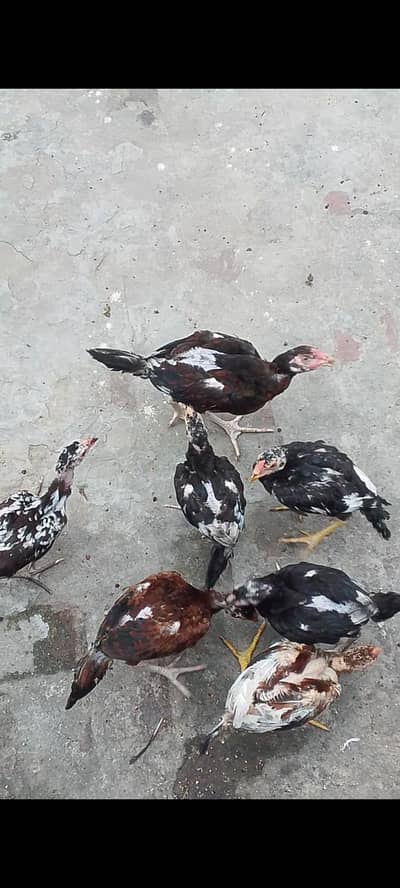 Healthy and active birds