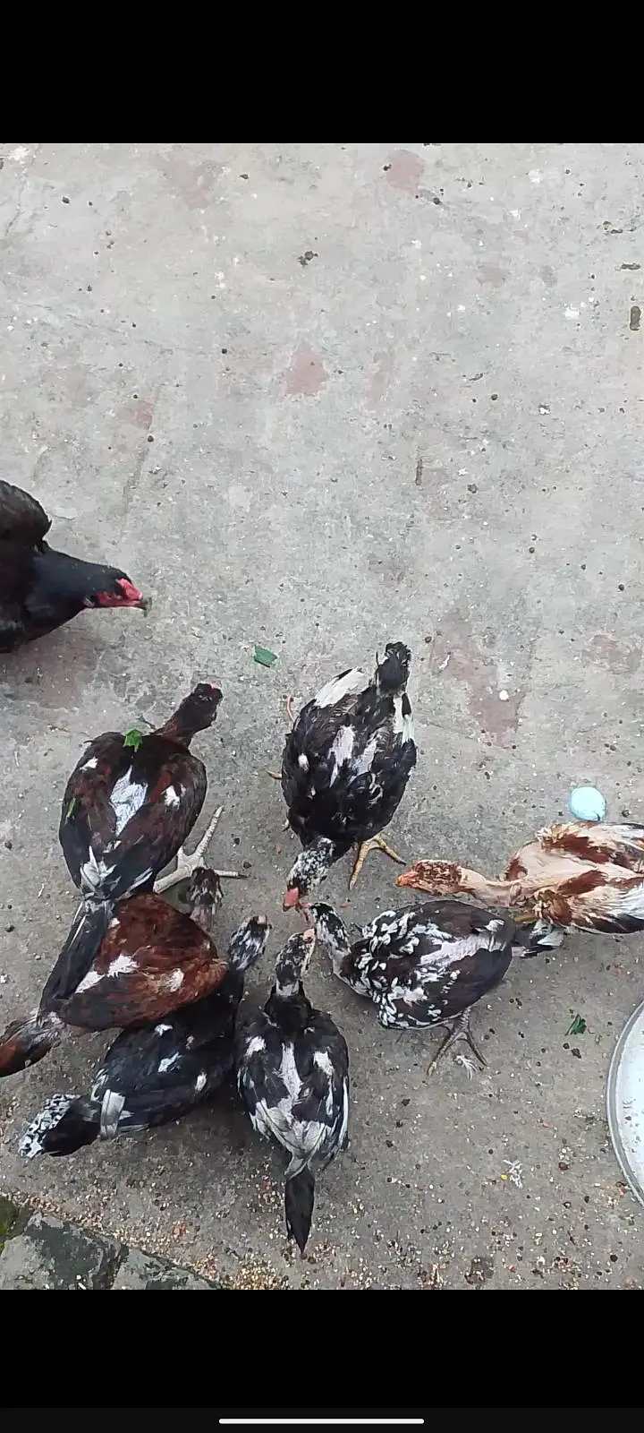 Healthy and active birds — photo 2