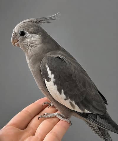 Grey female cocktail