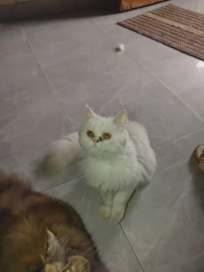 High Quality Punch Face Persian Male Cat