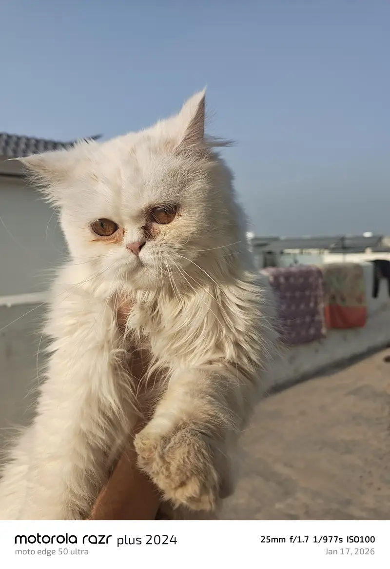 High Quality Punch Face Persian Male Cat — photo 2