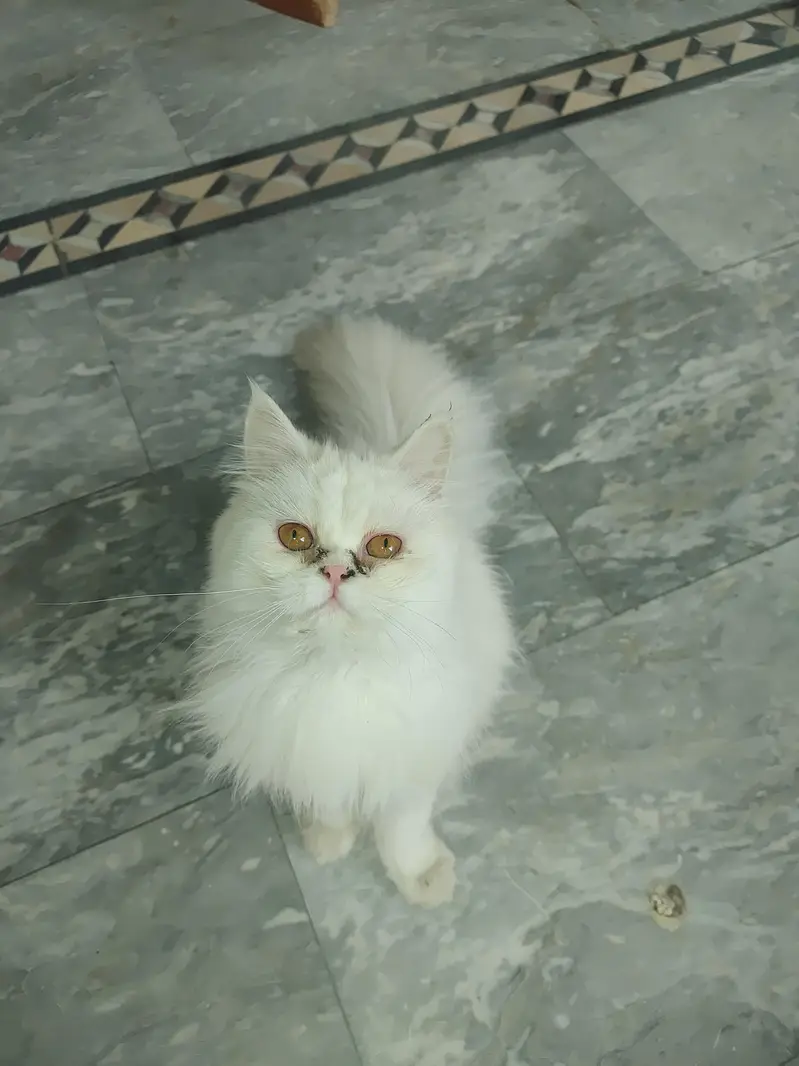 High Quality Punch Face Persian Male Cat — photo 3