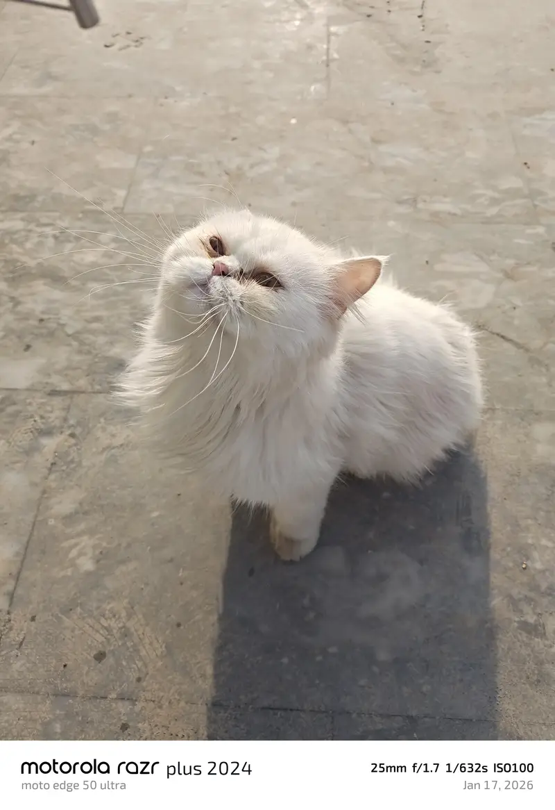 High Quality Punch Face Persian Male Cat — photo 4