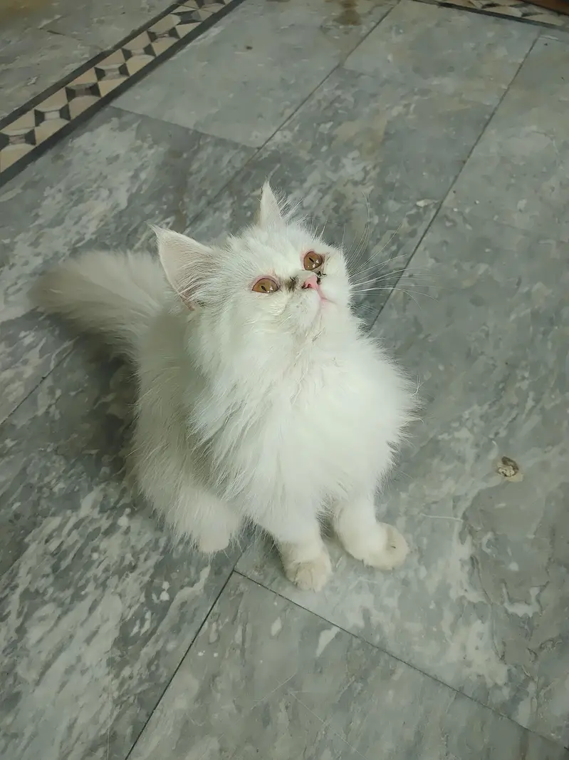 High Quality Punch Face Persian Male Cat — photo 5