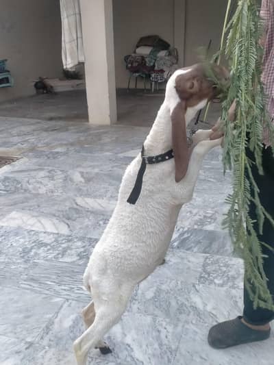 30000 KY hisab sy