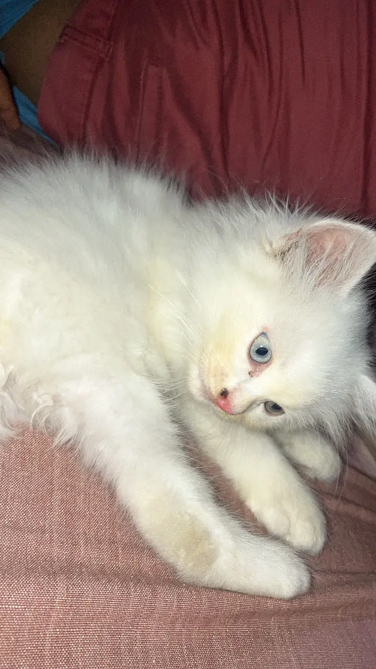 Kitten persian blue grey eyes — photo 2
