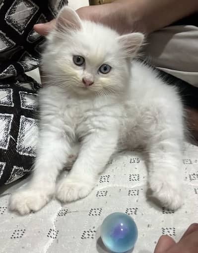 Kitten with 2 different eye colour