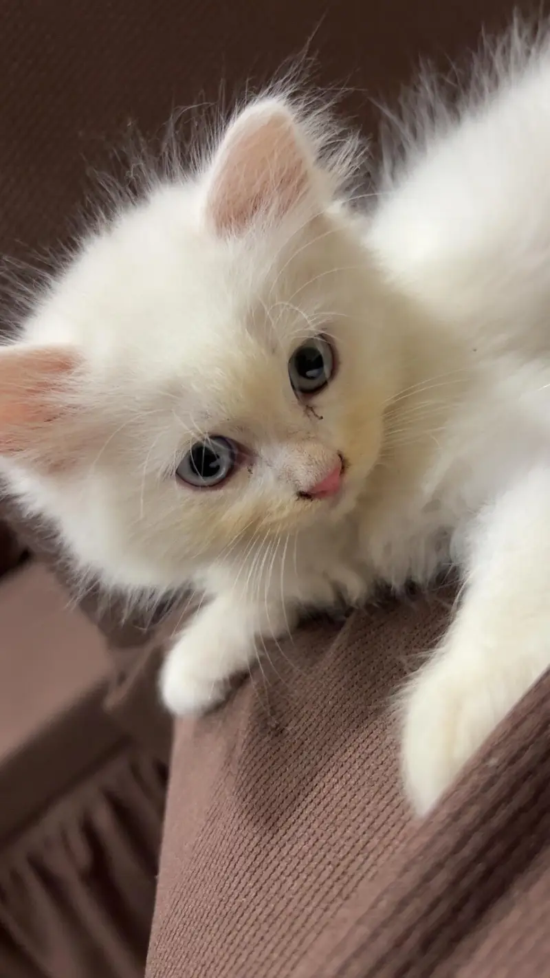 Kitten persian blue grey eyes — photo 3