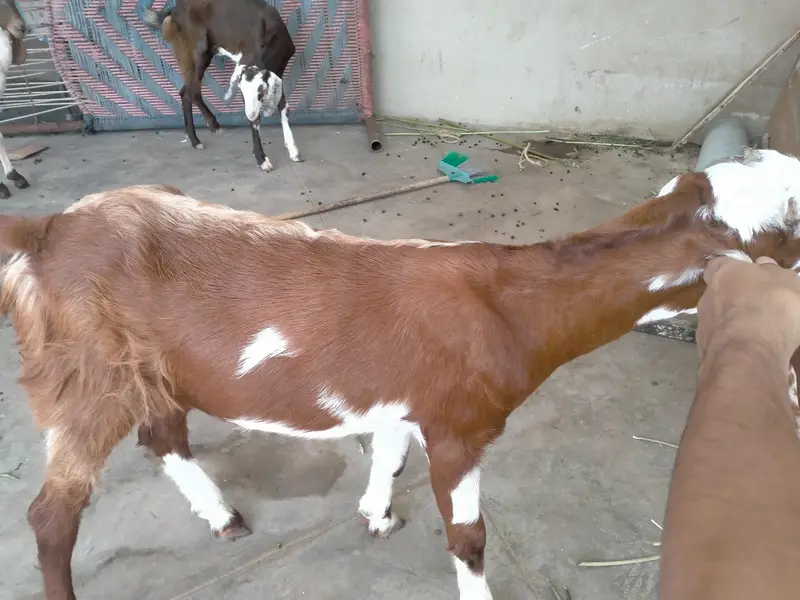 30000 KY hisab sy — photo 4