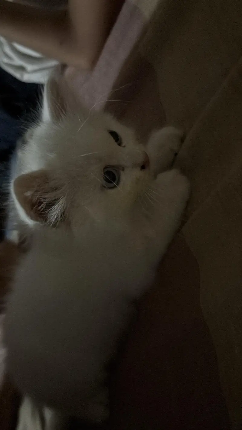 Kitten persian blue grey eyes — photo 4