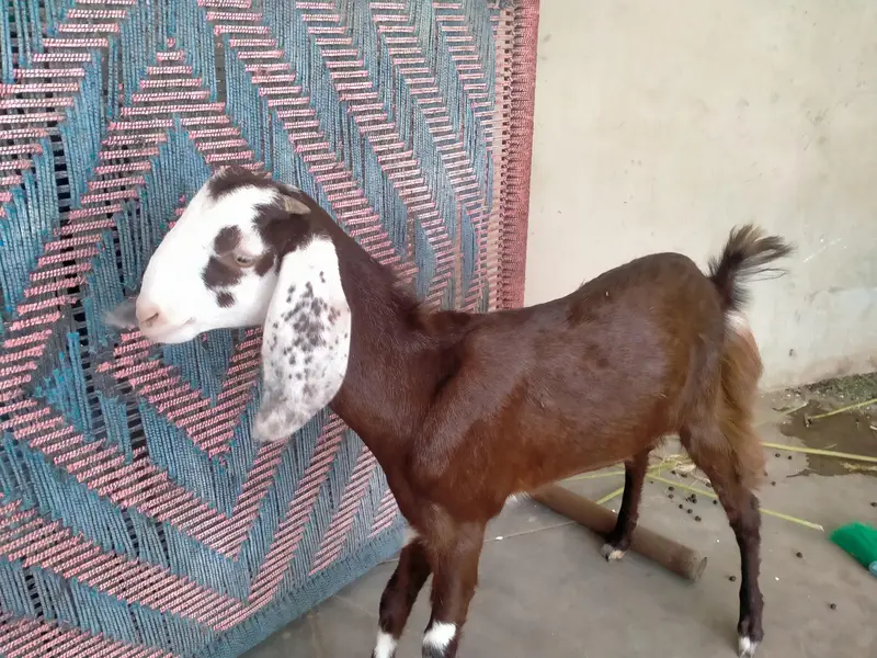 30000 KY hisab sy — photo 6
