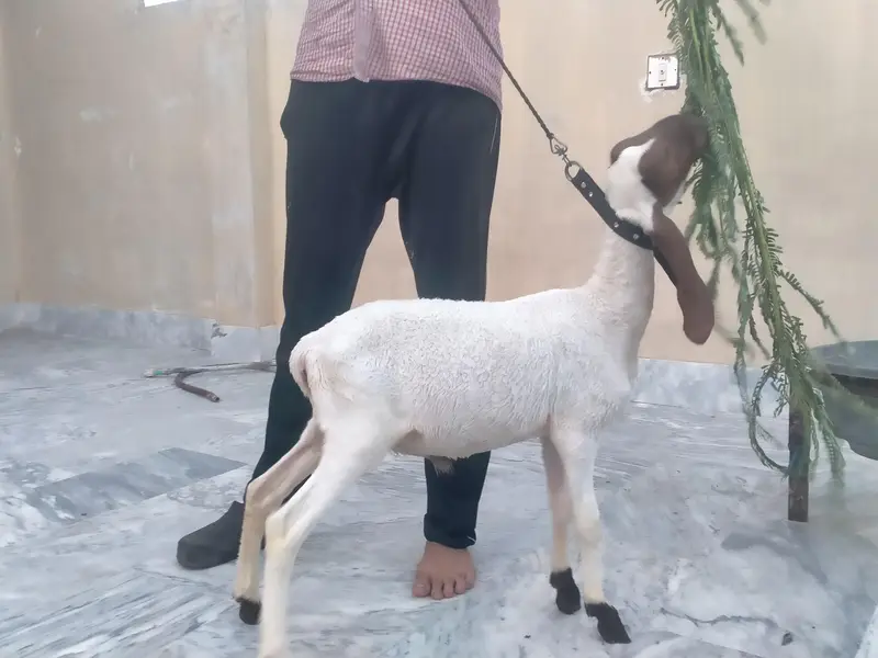 30000 KY hisab sy — photo 8