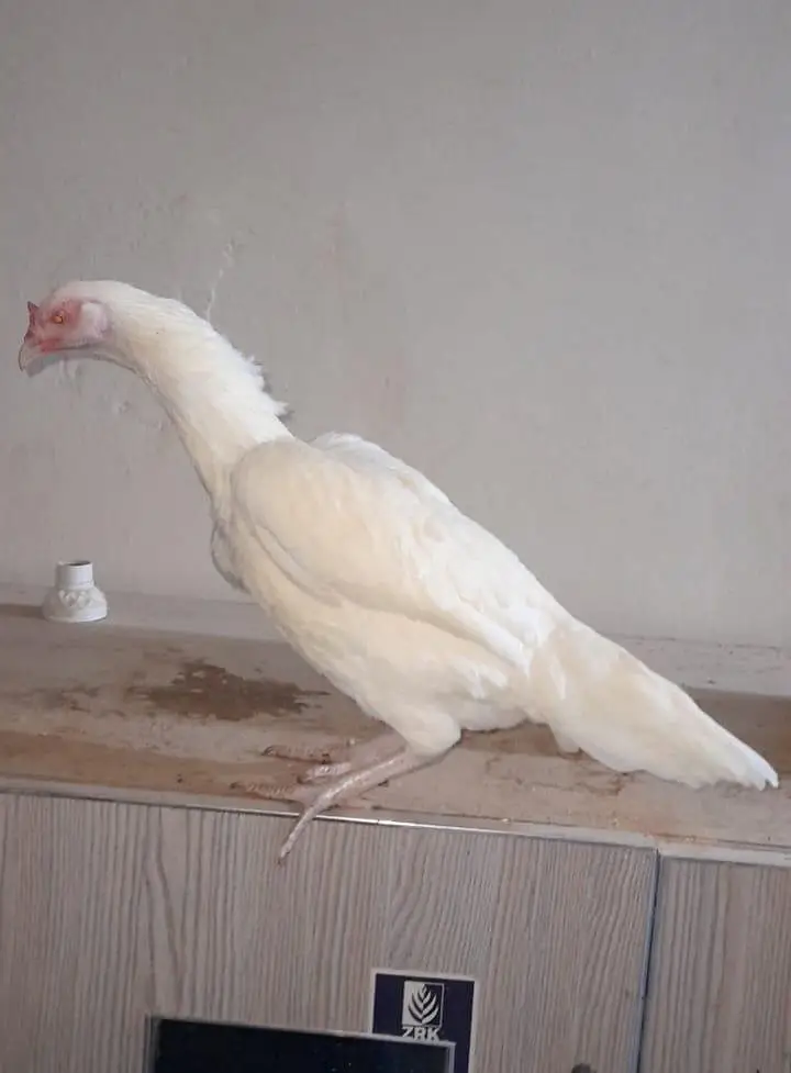 Heera Top Quality Murghi — photo 2