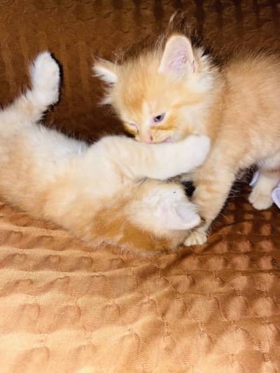Persian cats for sell