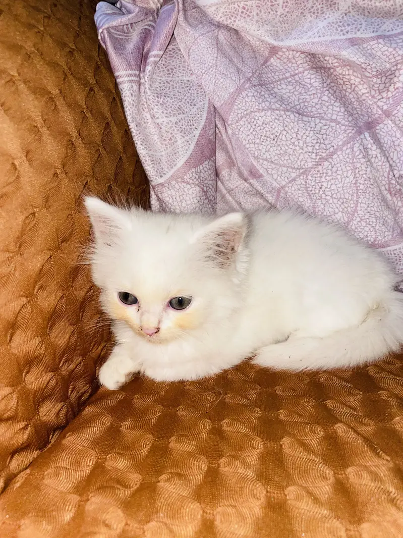 Persian cats for sell — photo 2