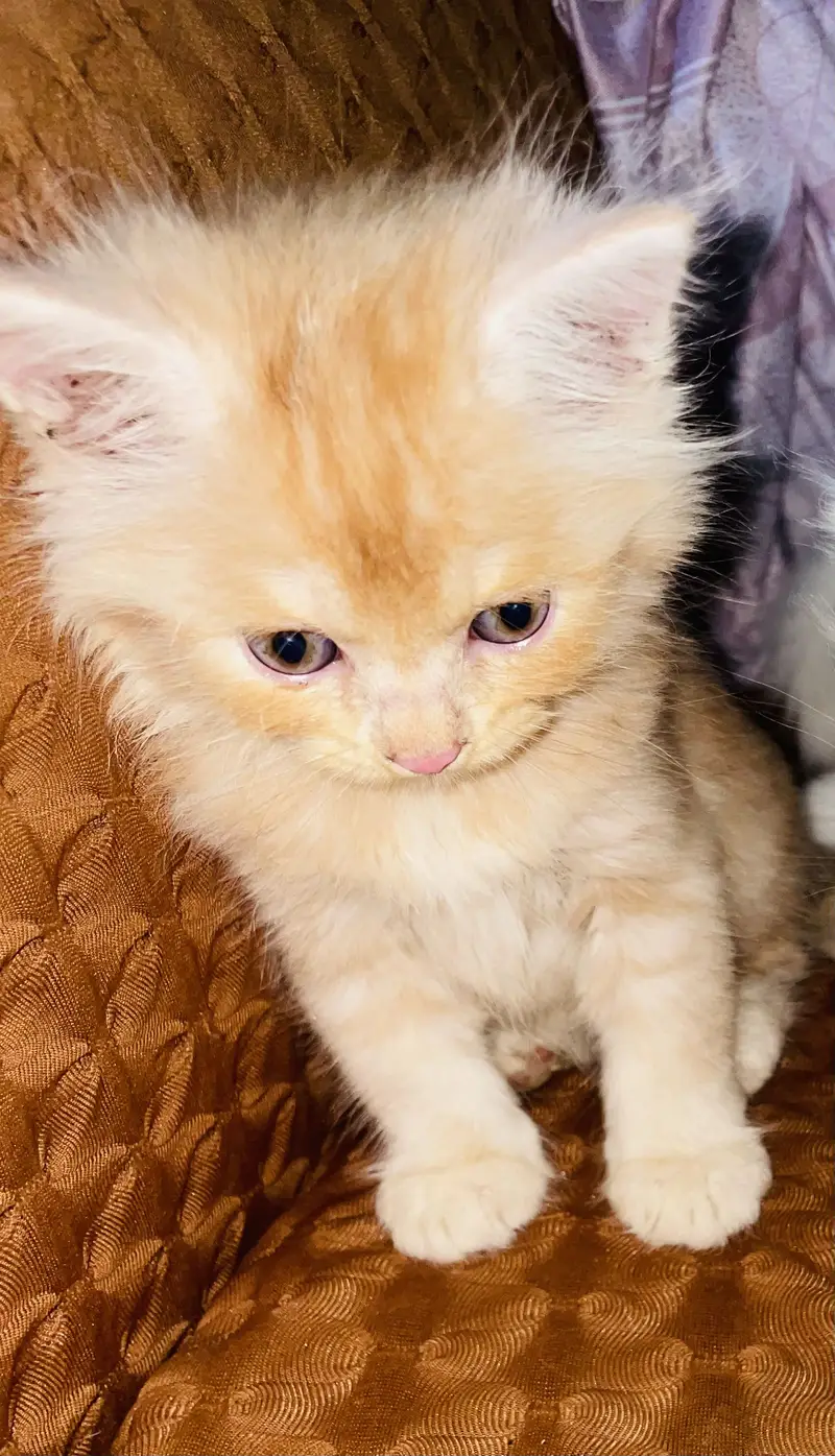 Persian cats for sell — photo 3