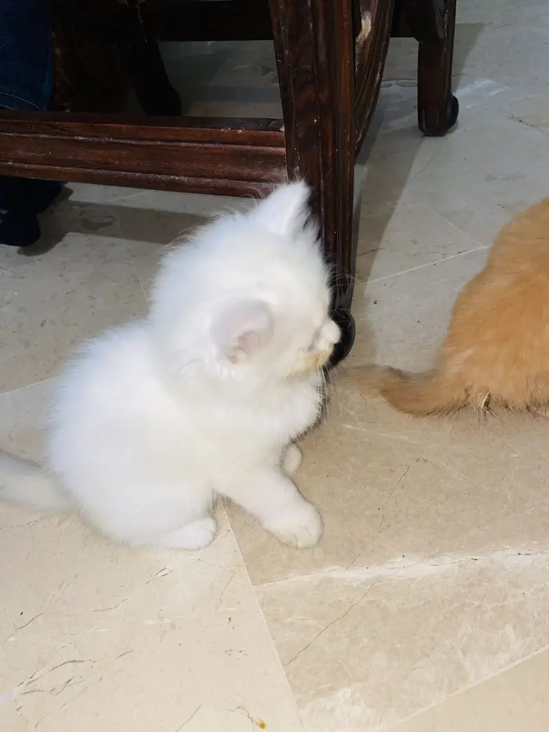 Persian cats for sell — photo 4