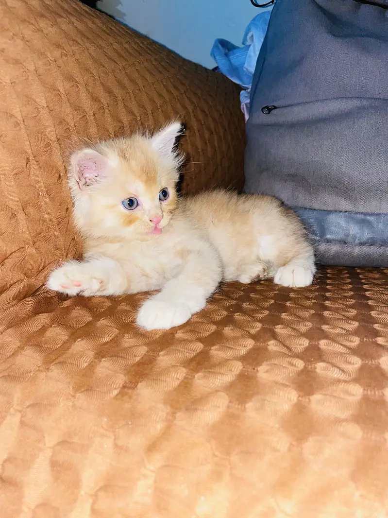 Persian cats for sell — photo 5