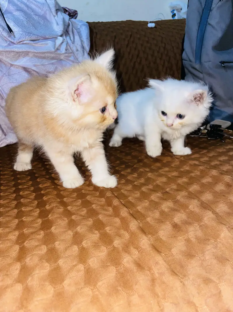 Persian cats for sell — photo 6