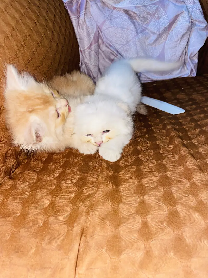 Persian cats for sell — photo 7