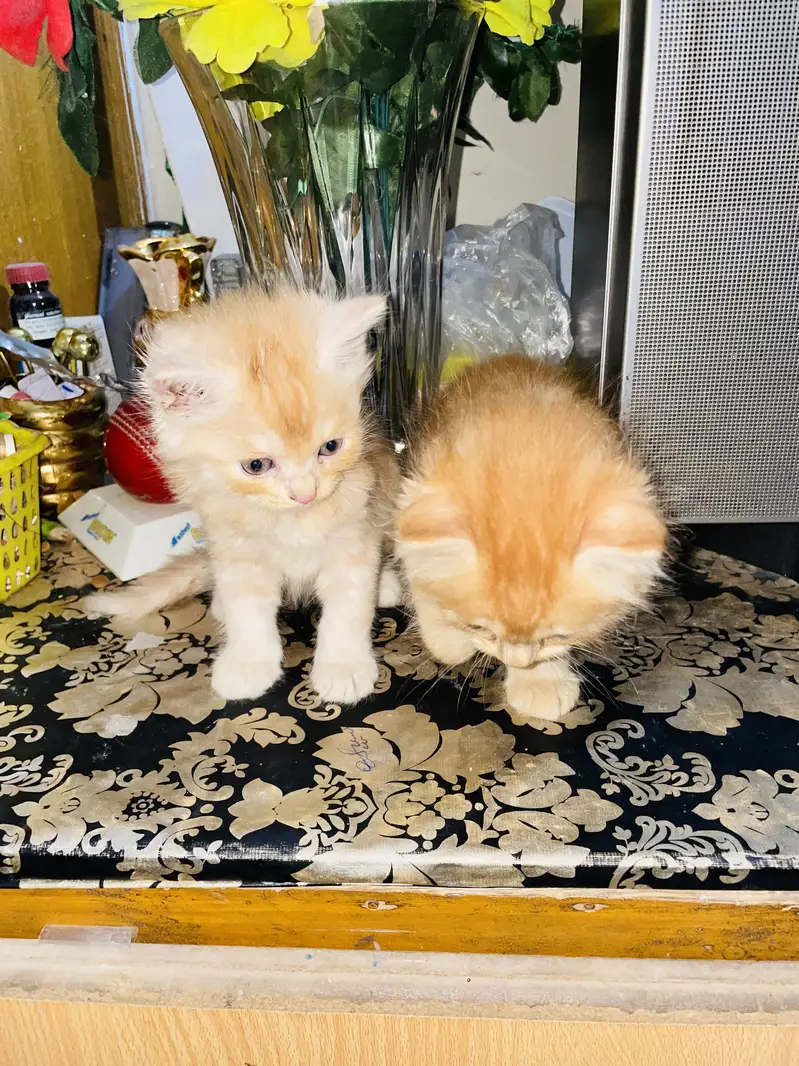Persian cats for sell — photo 8
