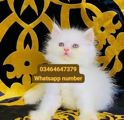 Persian female kitten for sale contact Whatsapp