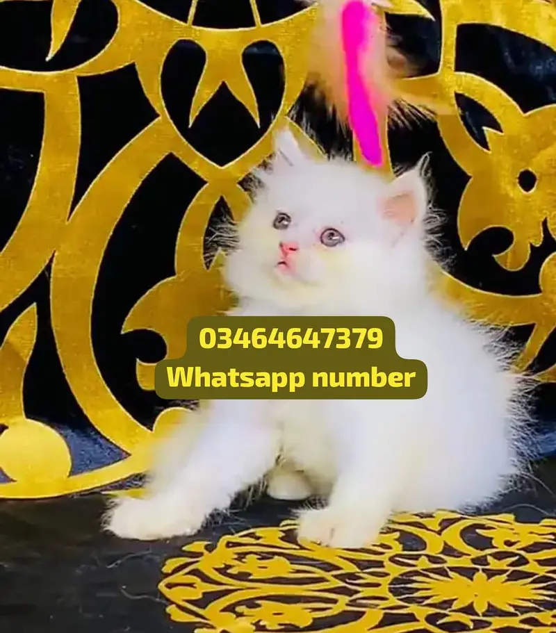 Persian female kitten for sale contact Whatsapp — photo 2