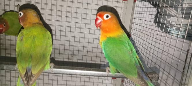 King fisher love birds pear 7 months age