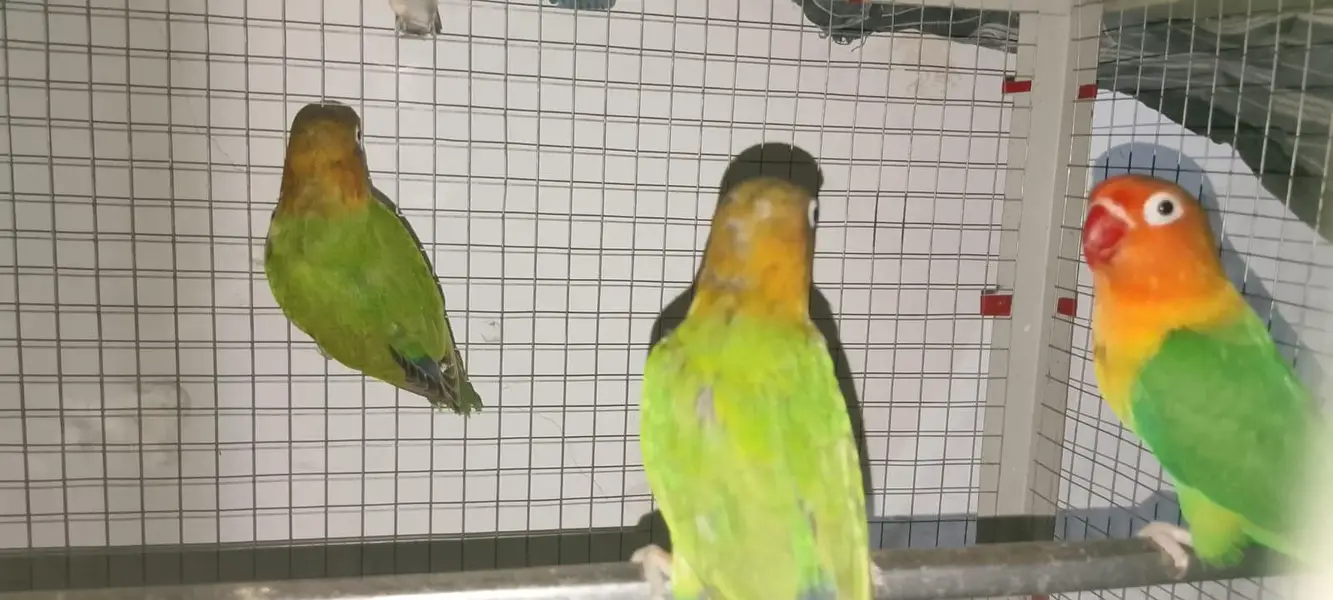 King fisher love birds pear 7 months age — photo 3