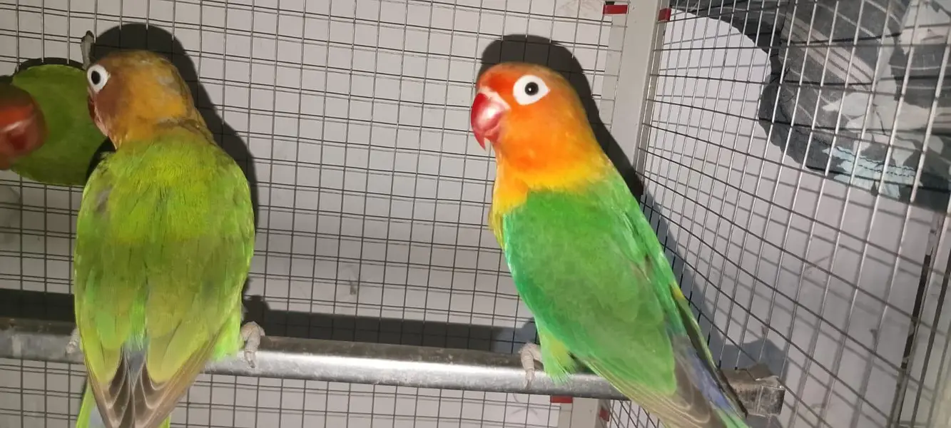 King fisher love birds pear 7 months age — photo 4