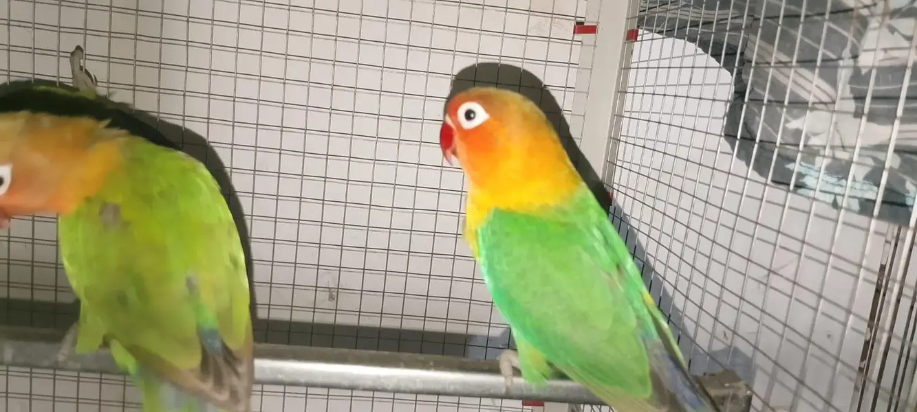 King fisher love birds pear 7 months age — photo 7