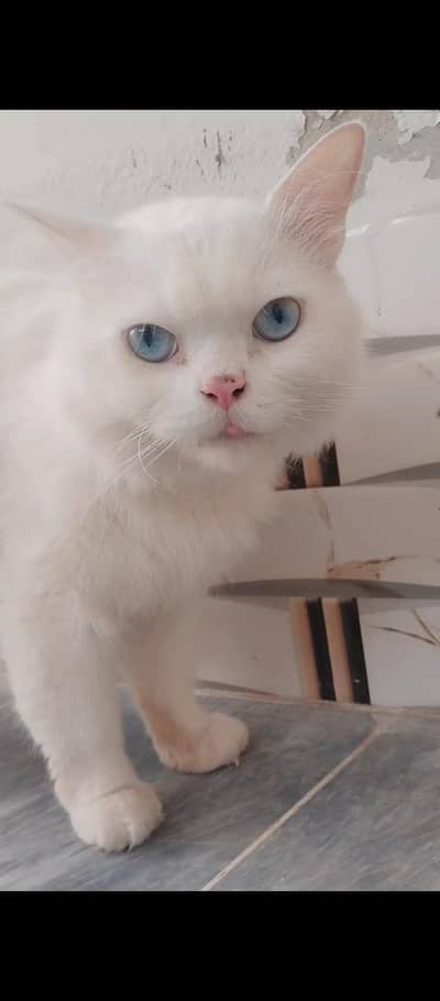 Doll face white Persian male cat for sale in Hyderabad