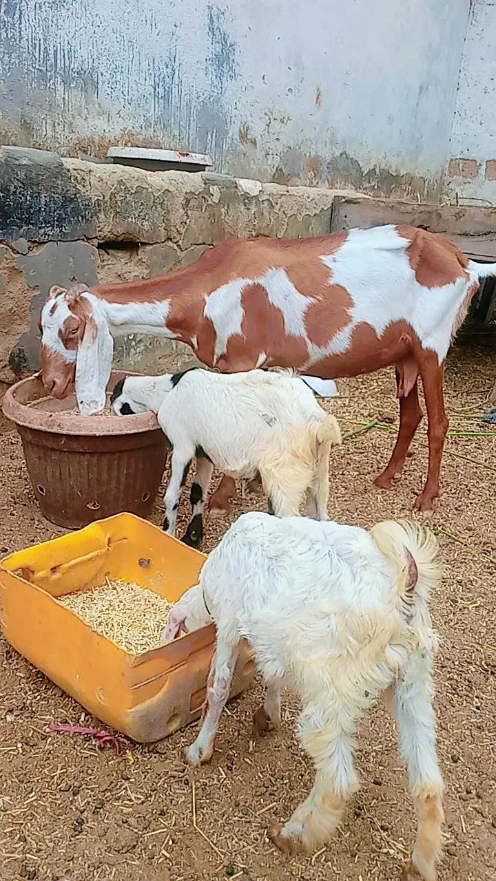 Bakri 2 bachon k Sath dono male hain — photo 2